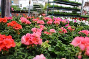 Long Island Nursery Insurance
