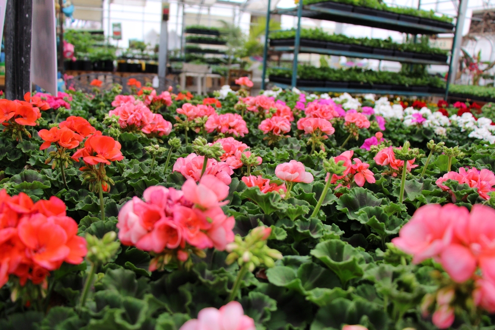 Long Island Nursery Insurance